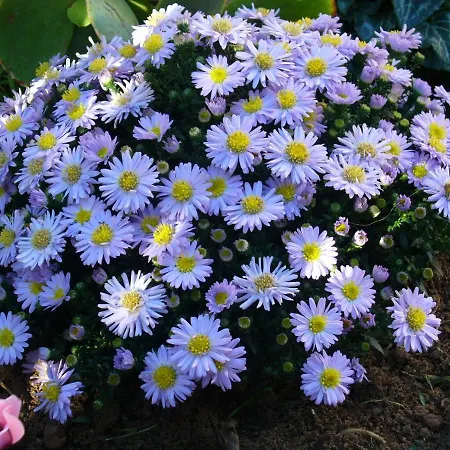 La Floreada Alojamento de Acomodação e Pequeno-almoço *