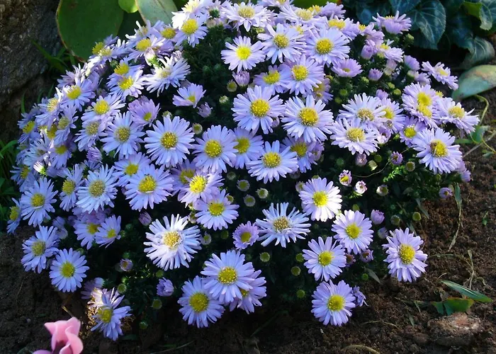 La Floreada Bed and Breakfast *